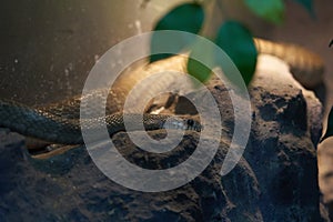 Snake head lie down on rock to hide for hunt prey