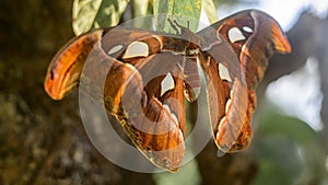 Snake head moth butterfly full wingspan close up photograph, largest moth in Sri Lanka