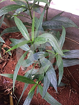 Snake head plant photo