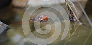 Snake hiding in some pond water