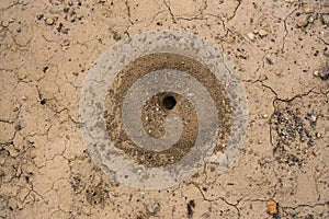 Snake hole in the ground in the steppe and desert in Kazakhstan
