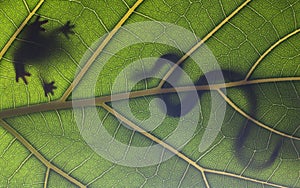 Snake hunting frog on e green leaf