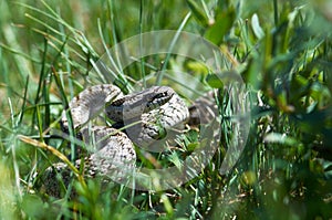Snake hunts in grass