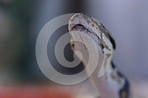 Snake in imitation of natural habitat