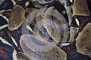 Snake imperial boa twisted in a spiral green-brown white iridescent color