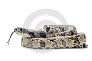 Snake isolated on white