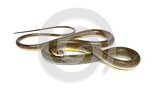 Serpiente en blanco 