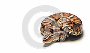 Snake on isolated white background