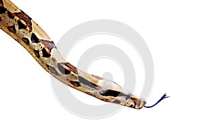 Snake isolated on white background photo