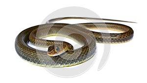 Snake isolated on white background