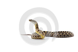 rat snake attack pose isolated on white background