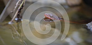 Snake with its head out of the water in North Carolina