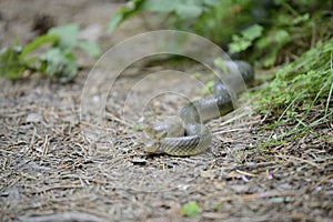 Snake in its natural habitat