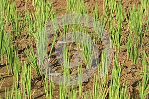 Snake Jali or known by the Latin name Ptyas Mucosa, which is hunting prey in the middle of rice plants in a rice field