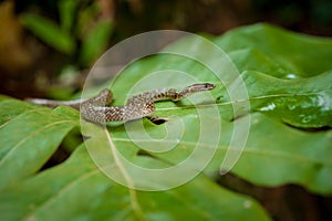 Snake on the leaf