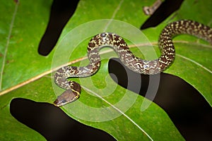 Snake on the leaf