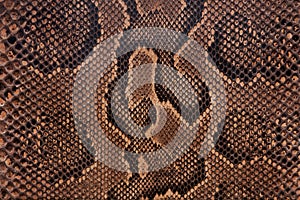 Snake leather texture