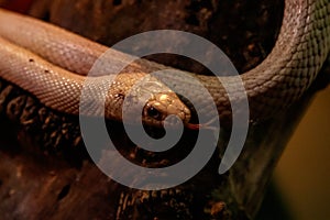 Snake leucistic texas rat