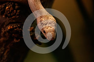 Snake leucistic texas rat