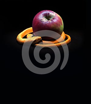 The snake lies near the apple