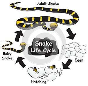 Snake Life Cycle Infographic Diagram