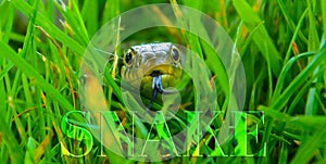 Snake in long green grass with supporting text