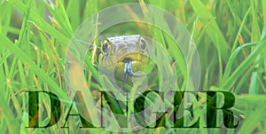 Snake in long green grass with supporting text