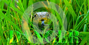 Snake in long green grass with supporting text