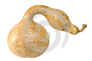 Snake looking Gourd photo