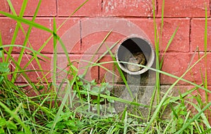 A snake looking outside from a small pipe hole in the park wall