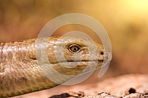 Snake lying on the sand under the scorching sun