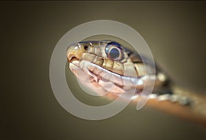 Snake Macro