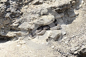 snake Macrovipera lebetina lies curled up under a stone