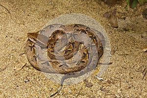 Serpiente malasio fosa espina bífida 