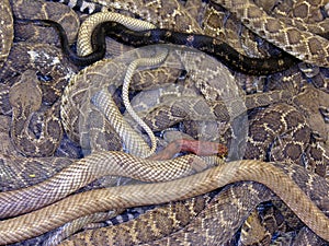 Snake Medley