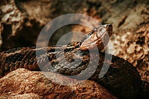 Snake mexican animal in Chiapas Mexico photo