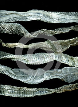 Snake molt skin