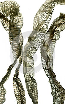 Snake molt skin