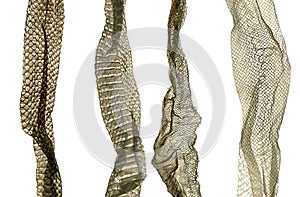 Snake molt skin