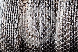 Snake moult closeup