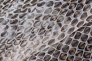 Snake moult closeup