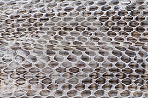Snake moult closeup