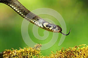 Snake Natrix natrix