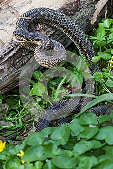 Snake in natural habitat