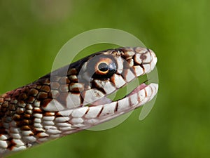 Snake in natural habitat Dolichophis caspius