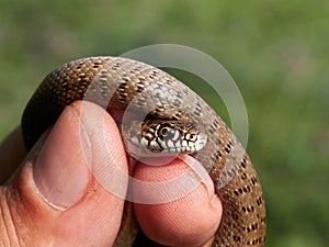 Snake in natural habitat Dolichophis caspius