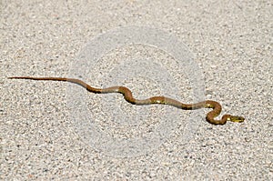 Snake in nature. Dice snake crawling on asphalt road near the river. Natrix tessellata or water snake. European nonvenomous snake
