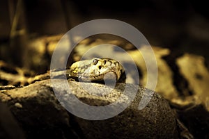 Snake at the NC zoo