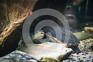 The snake-necked turtle swims in the water in search of food