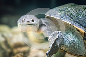 The snake-necked turtle swims in the water in search of food